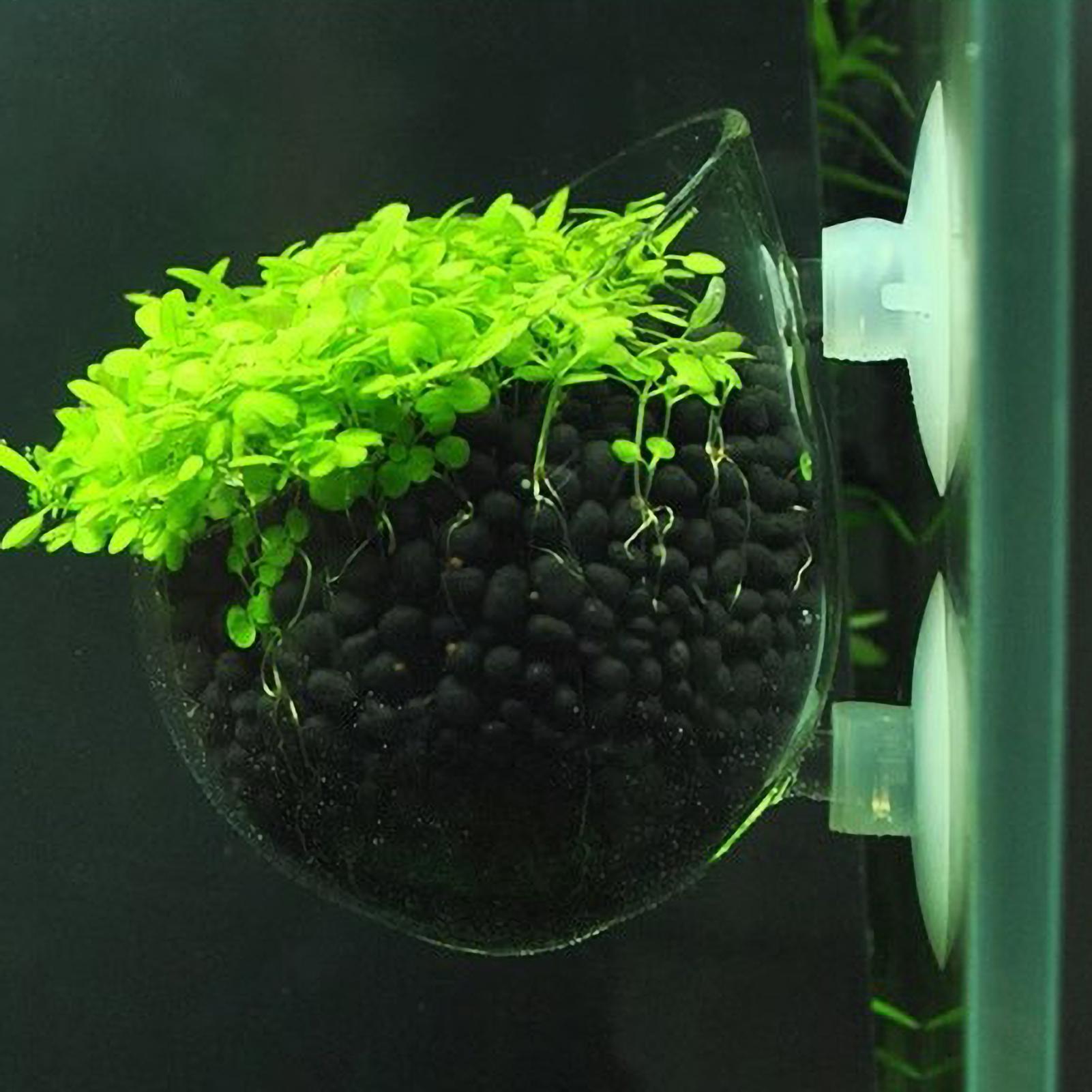 Aquarium Plant Holder Glass Aq - đánh giá và giá Marine Aquarium Live