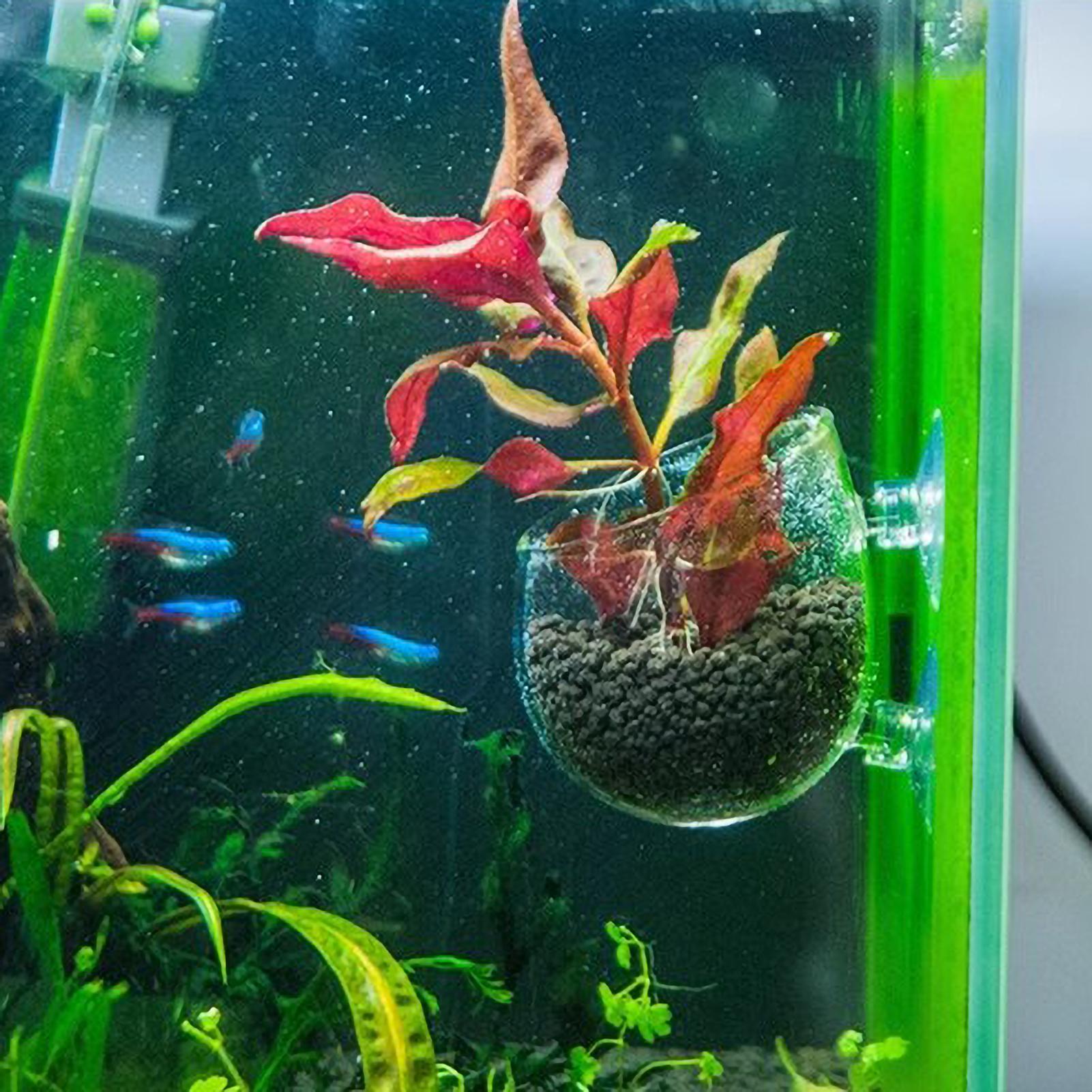 Aquarium Plant Holder Glass Aq - đánh giá và giá Marine Aquarium Live