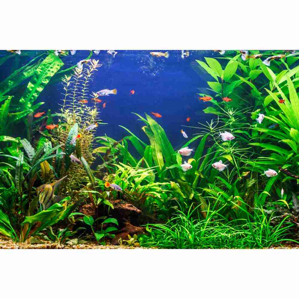 Underwater World Seabed Photog - đánh giá và giá Aquarium Marine World