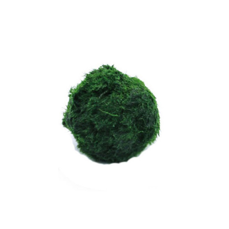 Marimo Moss Balls Live Aquariu - đánh giá và giá Marine Aquarium Live