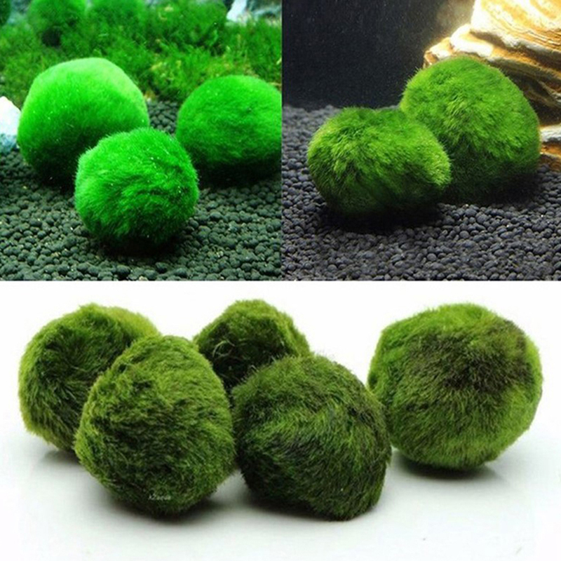 Marimo Moss Balls Live Aquariu - đánh giá và giá Marine Aquarium Live