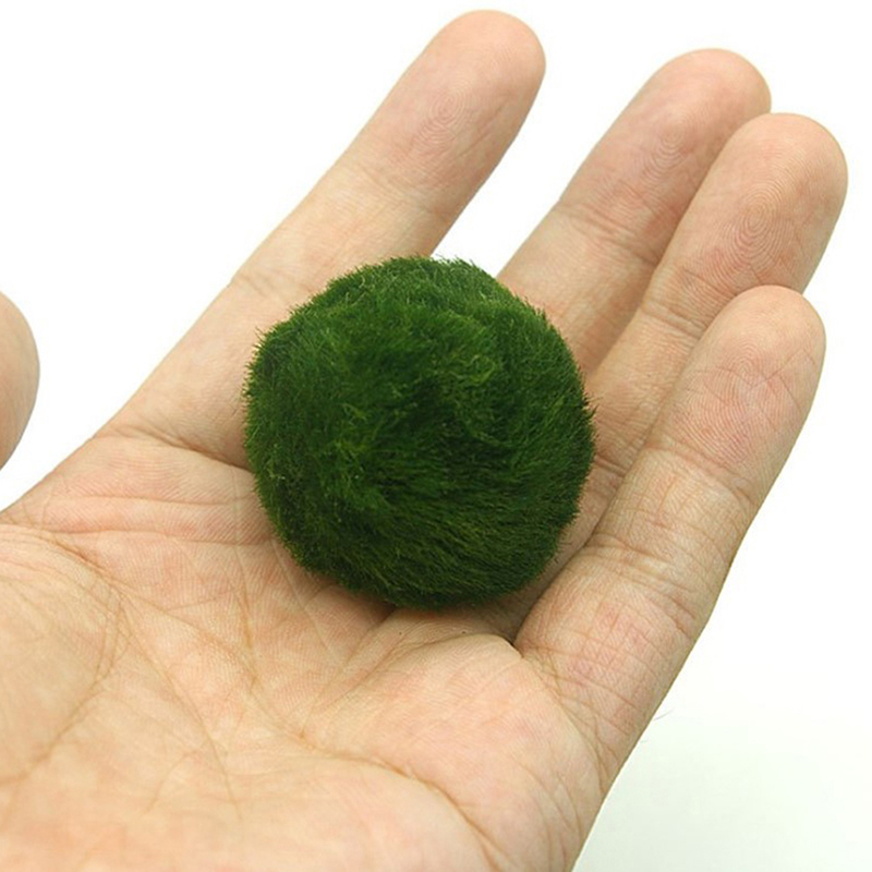 Marimo Moss Balls Live Aquariu - đánh giá và giá Marine Aquarium Live