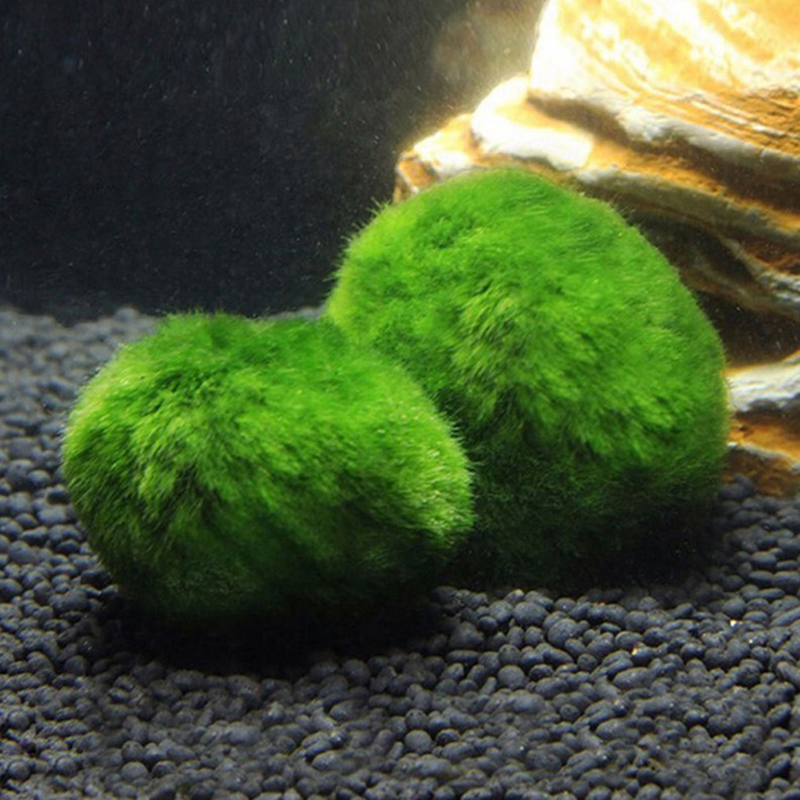 Marimo Moss Balls Live Aquariu - đánh giá và giá Marine Aquarium Live