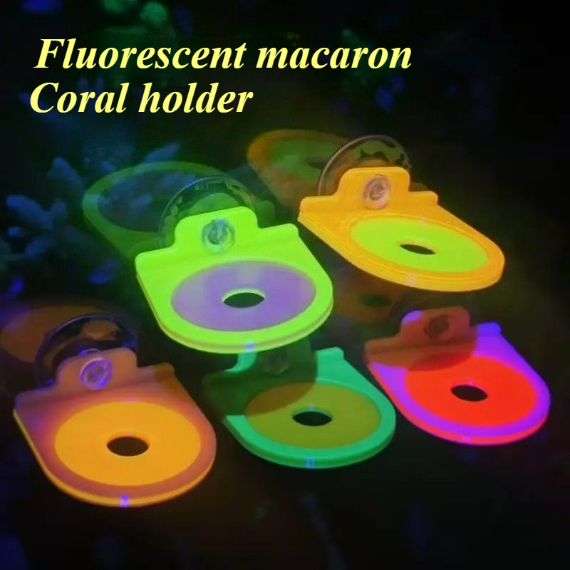 Color Random Coral Frag Holder - đánh giá và giá Marine Aquarium Live