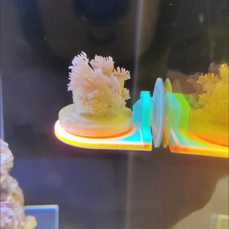 Color Random Coral Frag Holder - đánh giá và giá Marine Aquarium Live